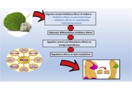 Morus Alba  L. anti-obezite